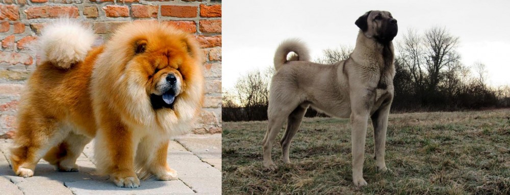 Kangal Dog vs Chow Chow - Breed Comparison