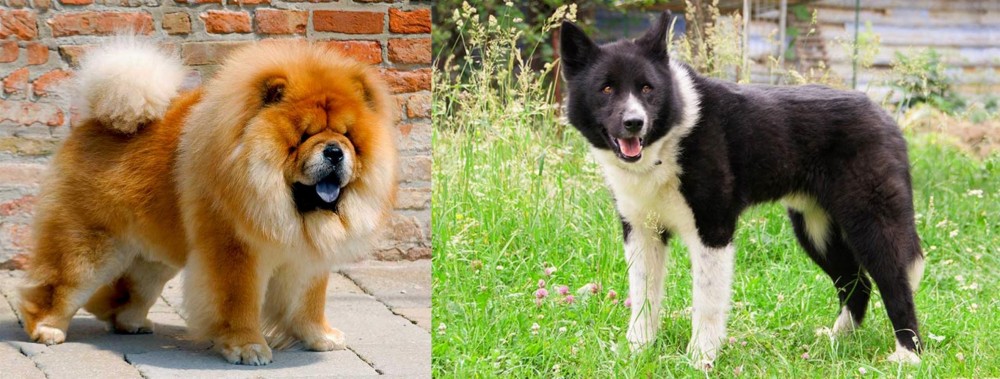 Karelian Bear Dog vs Chow Chow - Breed Comparison