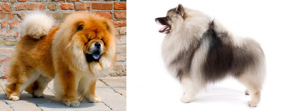 Keeshond vs Chow Chow - Breed Comparison