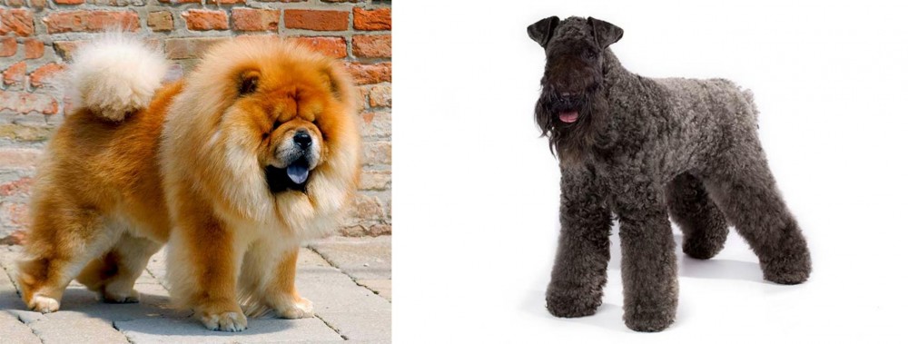 Kerry Blue Terrier vs Chow Chow - Breed Comparison