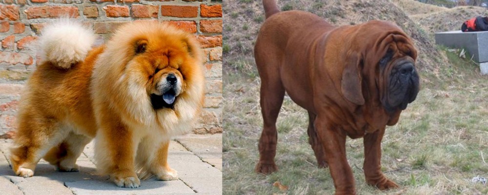 Korean Mastiff vs Chow Chow - Breed Comparison