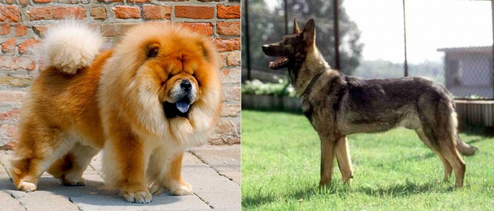 Kunming Dog vs Chow Chow - Breed Comparison