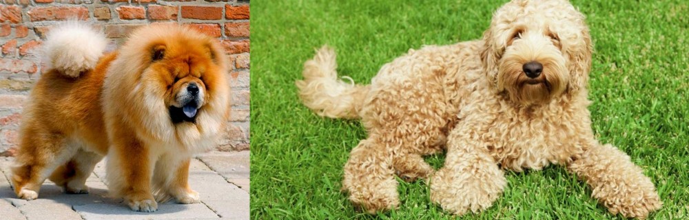 Labradoodle vs Chow Chow - Breed Comparison