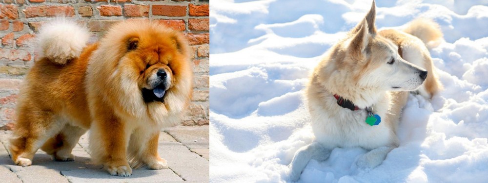 Labrador Husky vs Chow Chow - Breed Comparison
