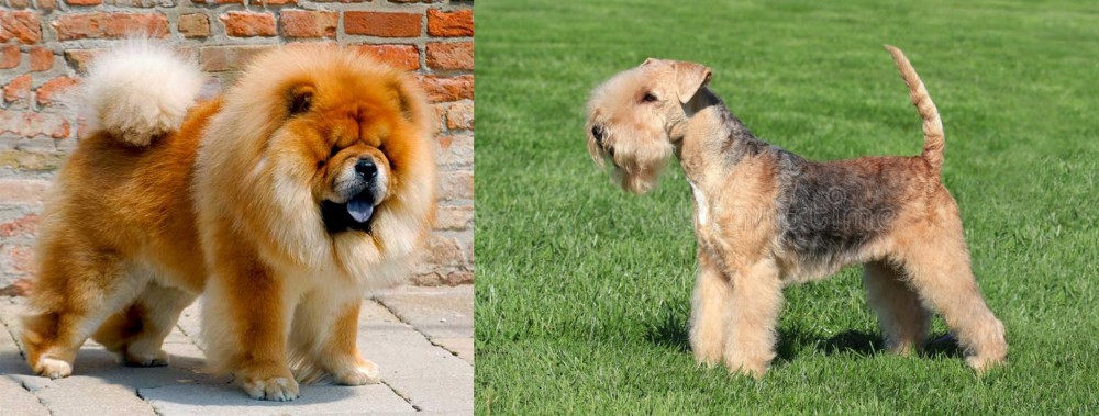 Lakeland Terrier vs Chow Chow - Breed Comparison