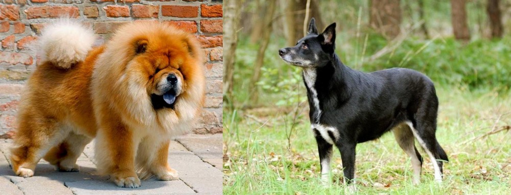 Lapponian Herder vs Chow Chow - Breed Comparison