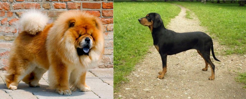 Latvian Hound vs Chow Chow - Breed Comparison