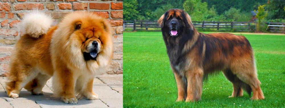 Leonberger vs Chow Chow - Breed Comparison