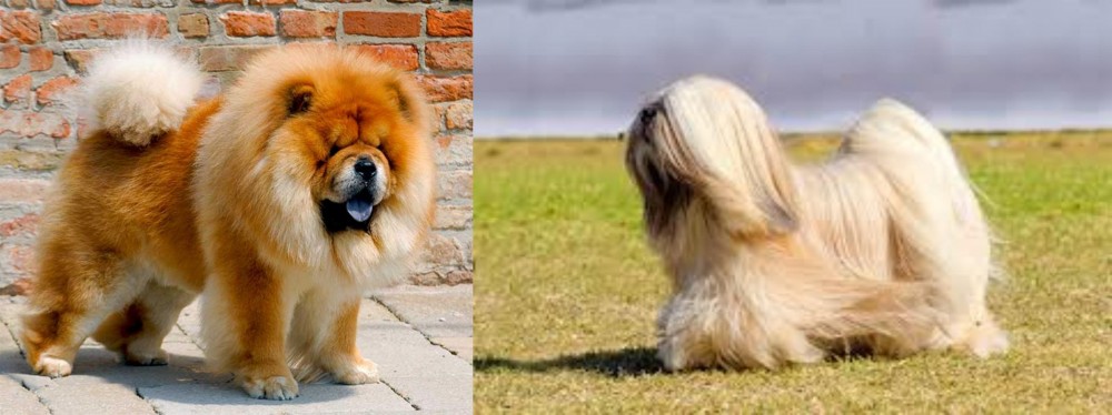 Lhasa Apso vs Chow Chow - Breed Comparison