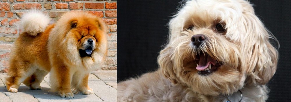 Lhasapoo vs Chow Chow - Breed Comparison