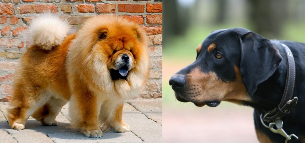 Lithuanian Hound vs Chow Chow - Breed Comparison