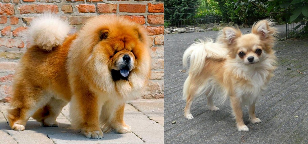 Long Haired Chihuahua vs Chow Chow - Breed Comparison