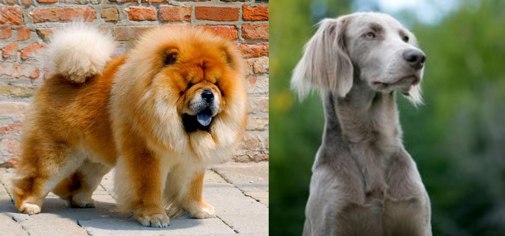 Longhaired Weimaraner vs Chow Chow - Breed Comparison