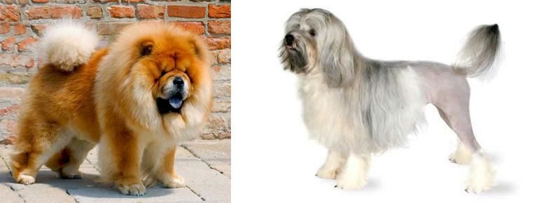 Lowchen vs Chow Chow - Breed Comparison