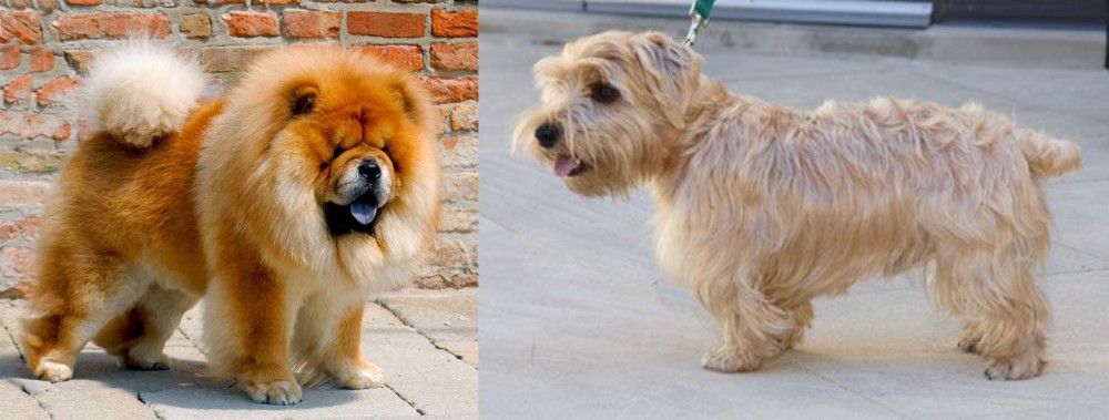 Lucas Terrier vs Chow Chow - Breed Comparison