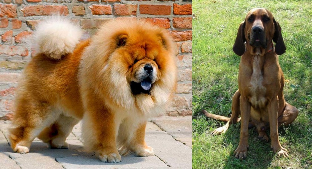 Majestic Tree Hound vs Chow Chow - Breed Comparison