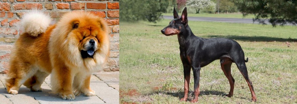 Manchester Terrier vs Chow Chow - Breed Comparison