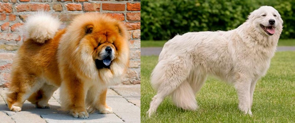 Maremma Sheepdog vs Chow Chow - Breed Comparison