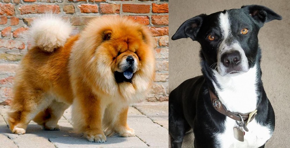 McNab vs Chow Chow - Breed Comparison