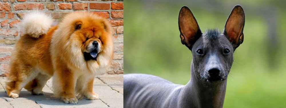 Mexican Hairless vs Chow Chow - Breed Comparison