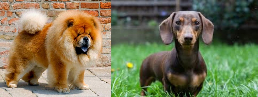 Miniature Dachshund vs Chow Chow - Breed Comparison