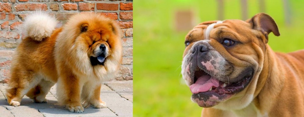 Miniature English Bulldog vs Chow Chow - Breed Comparison