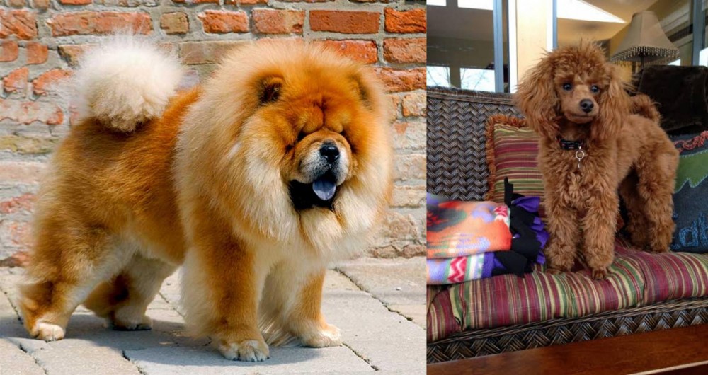 Miniature Poodle vs Chow Chow - Breed Comparison