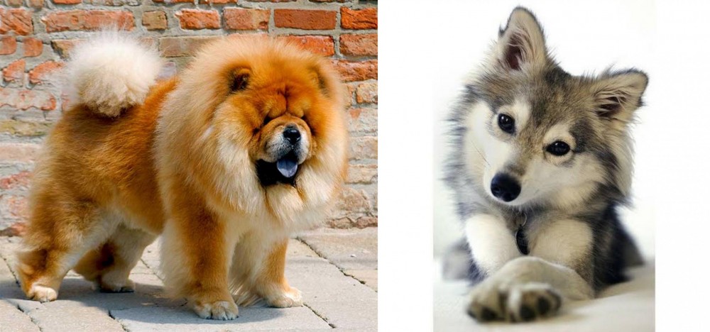 Miniature Siberian Husky vs Chow Chow - Breed Comparison