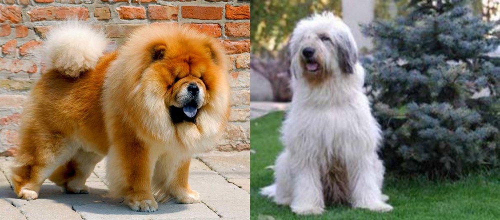 Mioritic Sheepdog vs Chow Chow - Breed Comparison