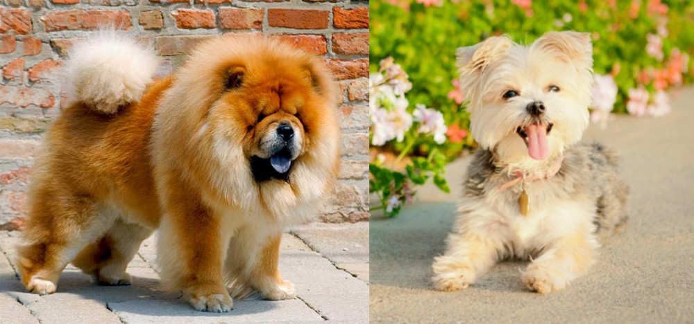 Morkie vs Chow Chow - Breed Comparison