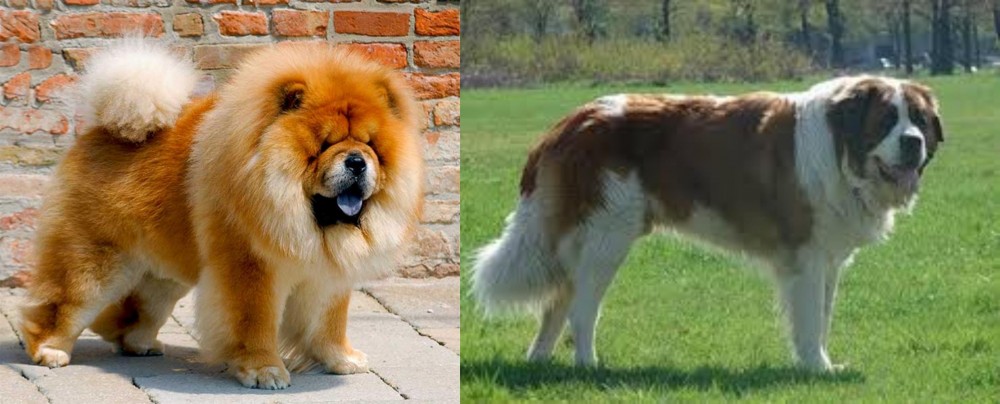 Moscow Watchdog vs Chow Chow - Breed Comparison