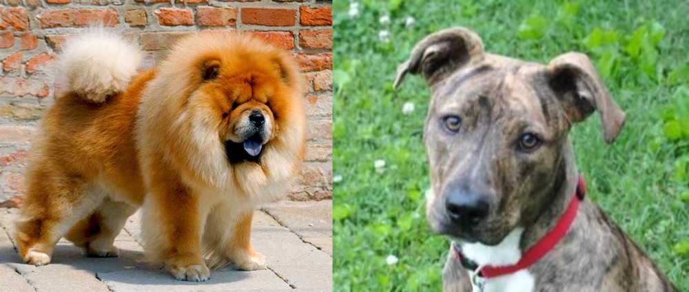 Mountain Cur vs Chow Chow - Breed Comparison