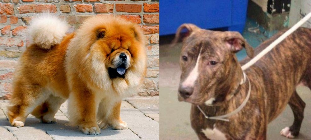 Mountain View Cur vs Chow Chow - Breed Comparison