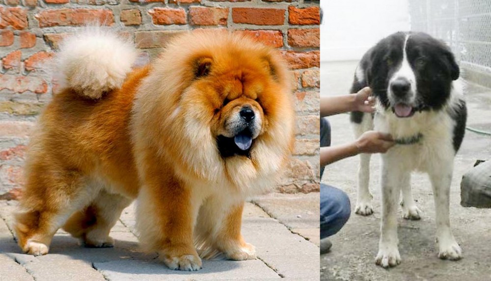 Mucuchies vs Chow Chow - Breed Comparison