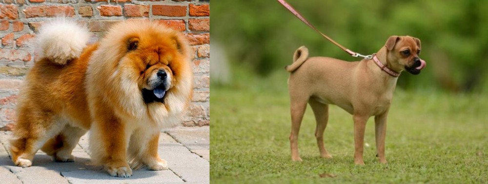 Muggin vs Chow Chow - Breed Comparison
