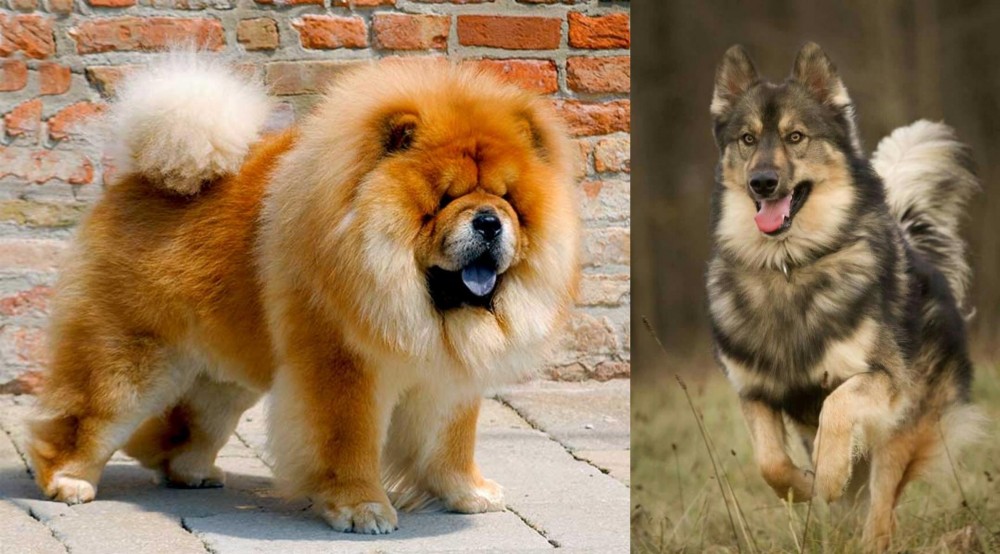 Native American Indian Dog vs Chow Chow - Breed Comparison
