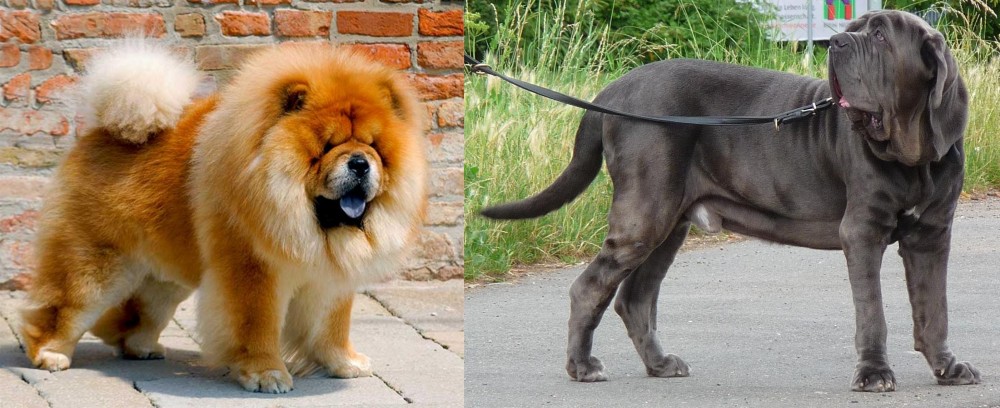 Neapolitan Mastiff vs Chow Chow - Breed Comparison
