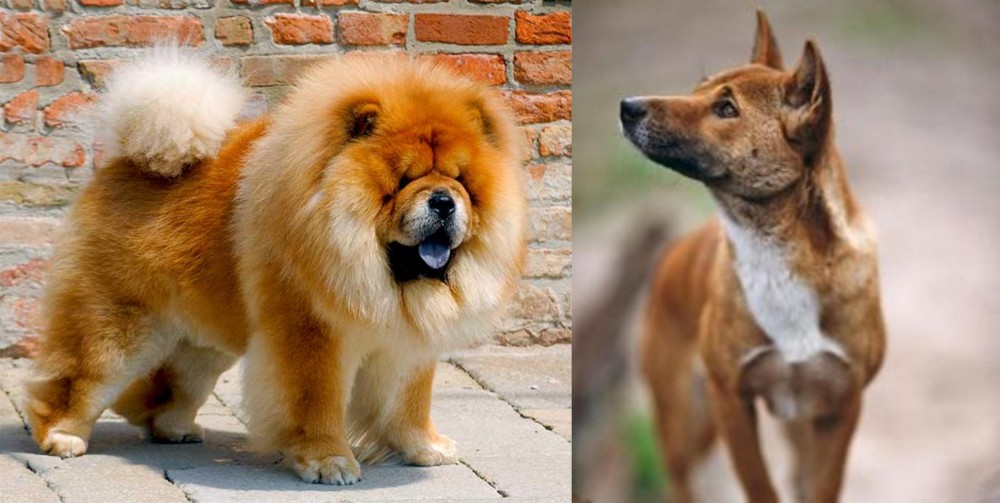 New Guinea Singing Dog vs Chow Chow - Breed Comparison