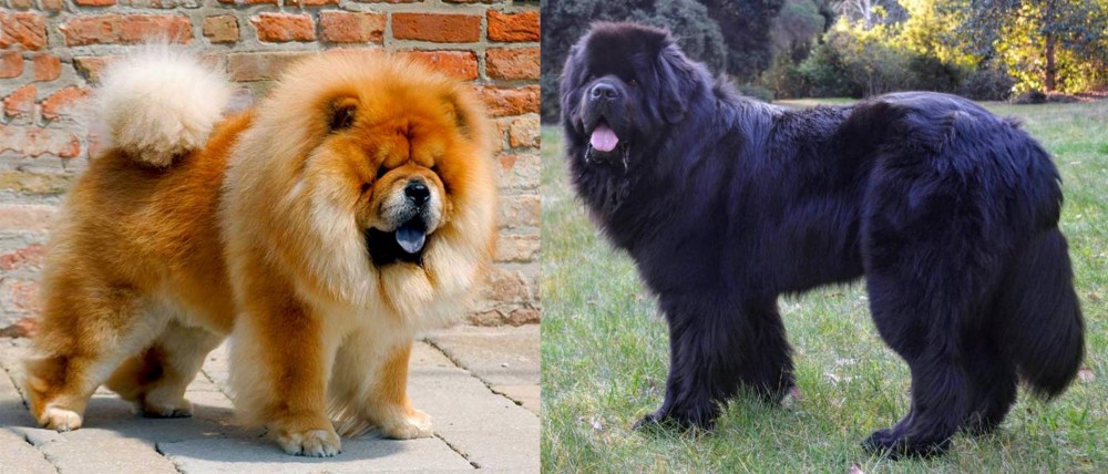 Newfoundland Dog vs Chow Chow - Breed Comparison