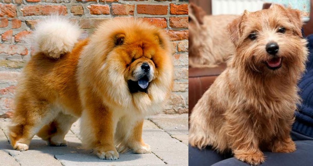 Norfolk Terrier vs Chow Chow - Breed Comparison