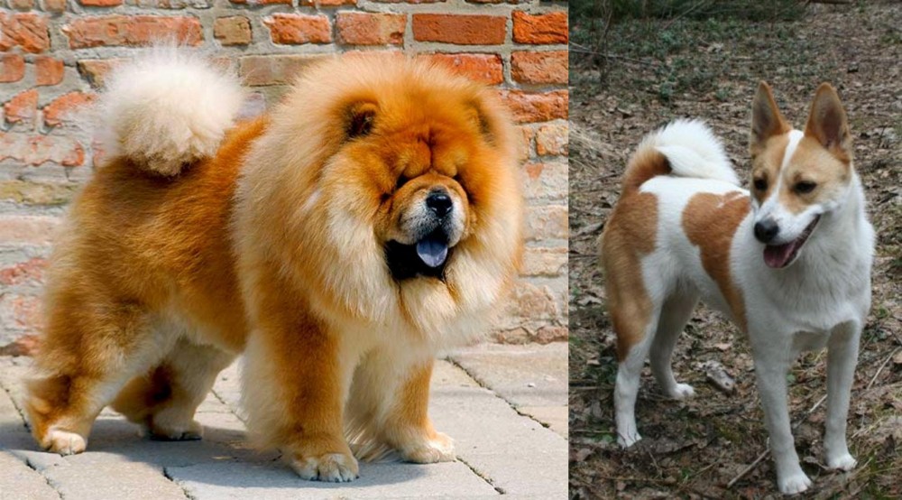 Norrbottenspets vs Chow Chow - Breed Comparison