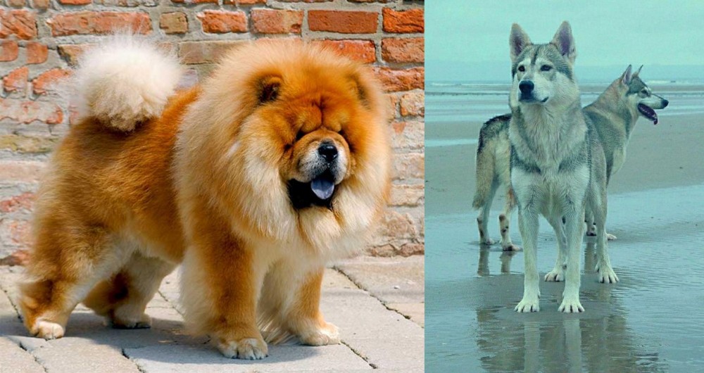 Northern Inuit Dog vs Chow Chow - Breed Comparison