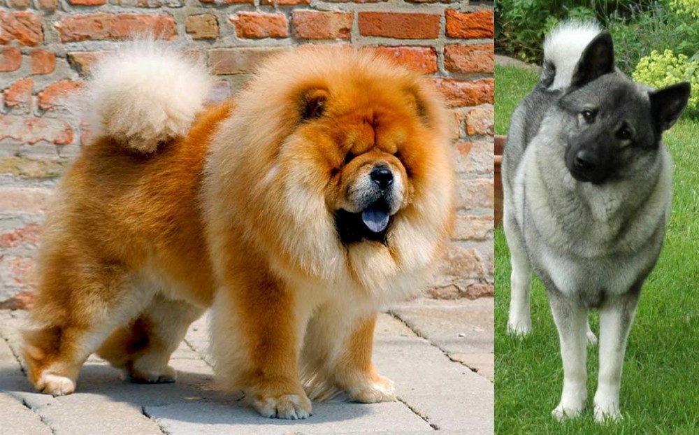 Norwegian Elkhound vs Chow Chow - Breed Comparison