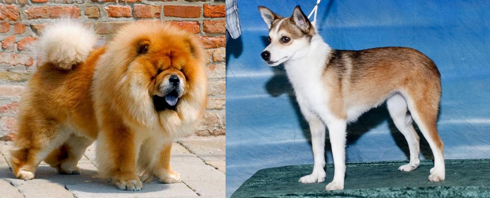 Norwegian Lundehund vs Chow Chow - Breed Comparison