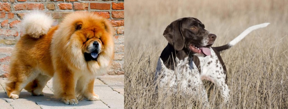 Old Danish Pointer vs Chow Chow - Breed Comparison