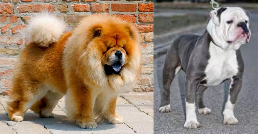 Old English Bulldog vs Chow Chow - Breed Comparison