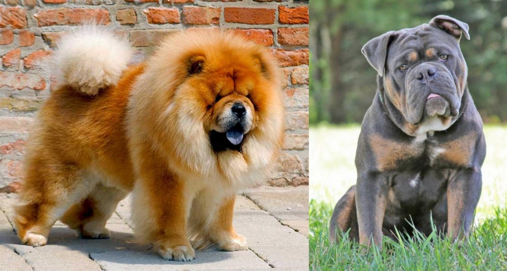 Olde English Bulldogge vs Chow Chow - Breed Comparison