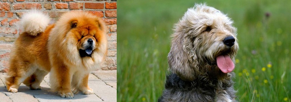 Otterhound vs Chow Chow - Breed Comparison