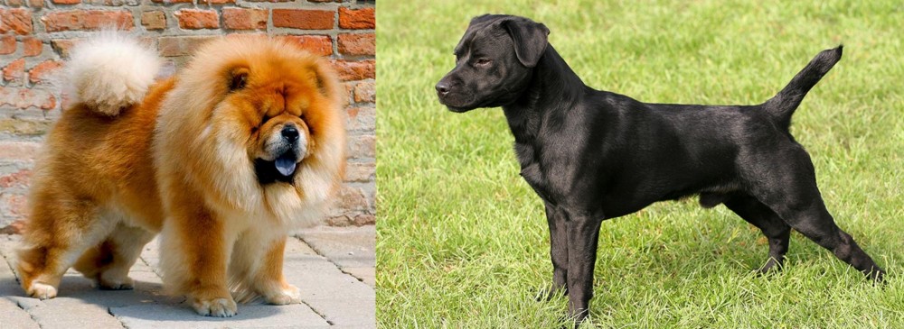 Patterdale Terrier vs Chow Chow - Breed Comparison