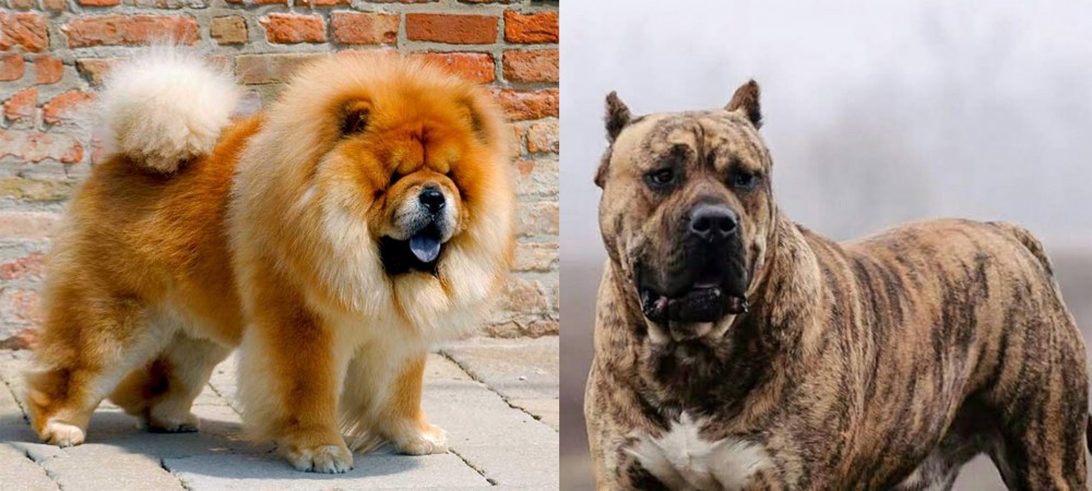 Perro de Presa Canario vs Chow Chow - Breed Comparison